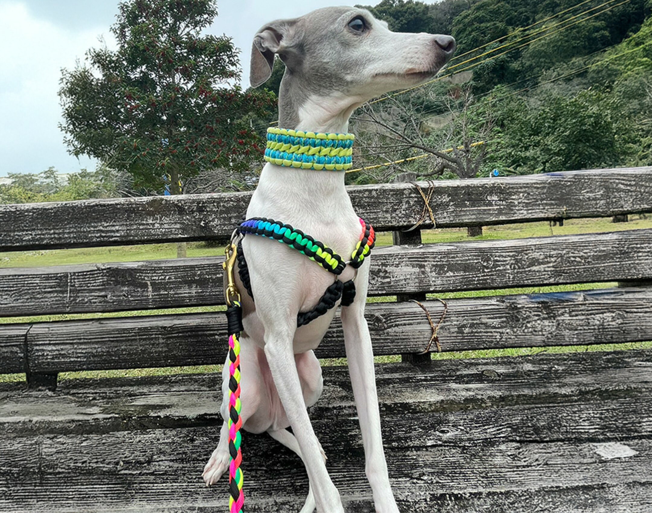 パラコードを使用したリードとハーネスです。レインボーとブラックを組み合わせて明るい発色のある仕上がりにしました。リードとハーネスをお揃いにして愛犬とのお散歩が楽しくなります。