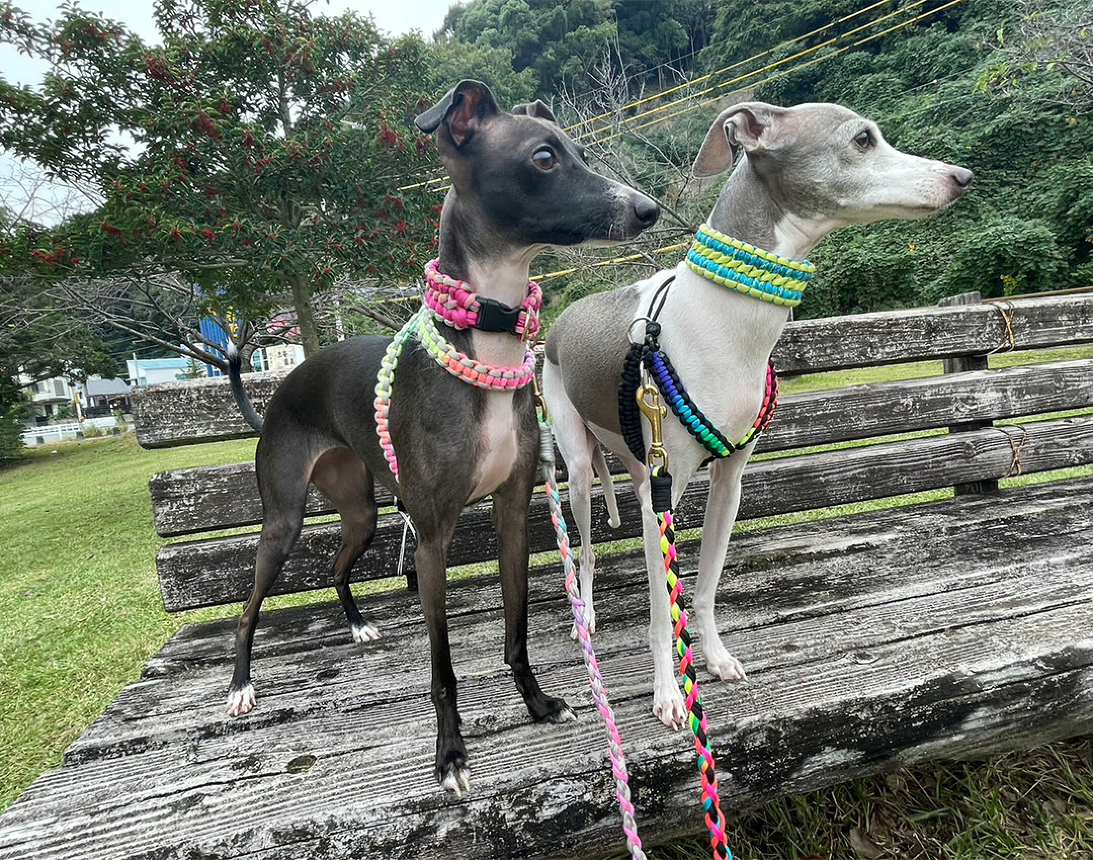 パラコードを使用したリードとハーネスです。１本で使用すると可愛いパステルﾚｲﾝﾎﾞｰを淡いグレーと組み合わせて柔らかな印象になるように仕上げました。暗めの毛の犬にぴったりです。ハーネスは巻きつけて付けるタイプです。