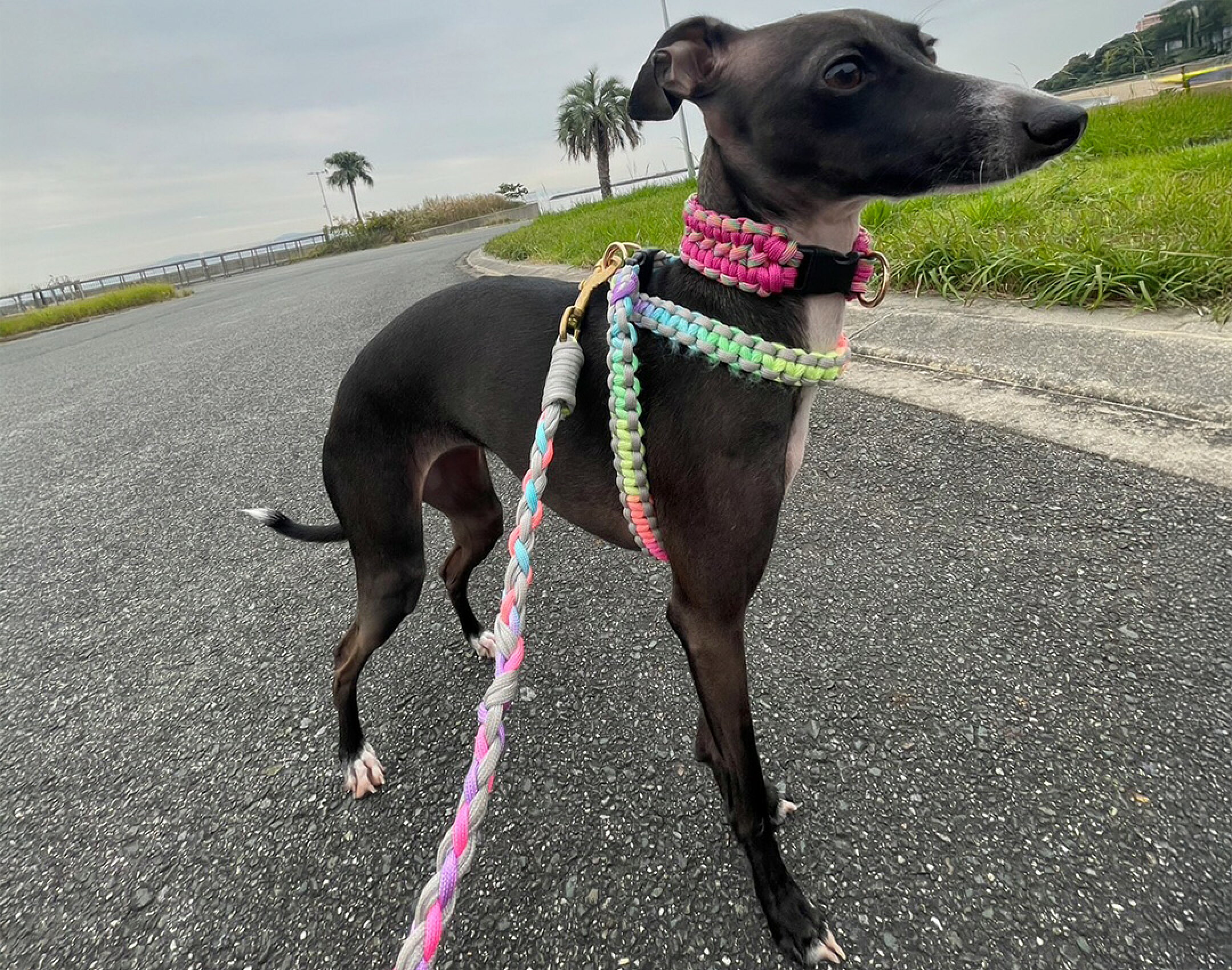 パラコードを使用したリードとハーネスです。１本で使用すると可愛いパステルﾚｲﾝﾎﾞｰを淡いグレーと組み合わせて柔らかな印象になるように仕上げました。暗めの毛の犬にぴったりです。ハーネスは巻きつけて付けるタイプです。