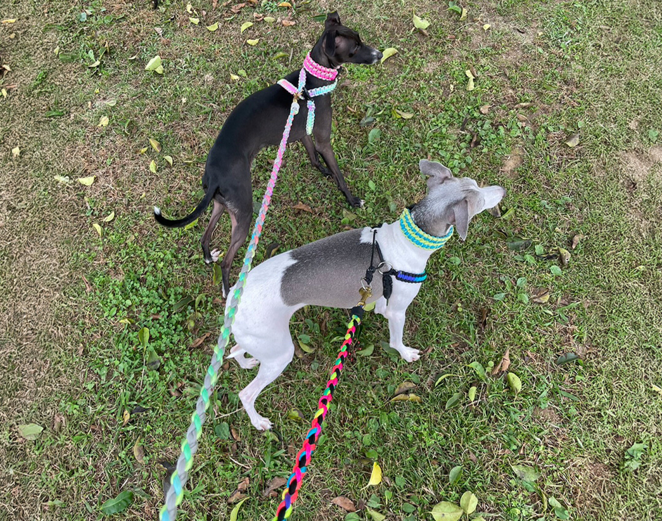 パラコードを使用したリードとハーネスです。１本で使用すると可愛いパステルﾚｲﾝﾎﾞｰを淡いグレーと組み合わせて柔らかな印象になるように仕上げました。暗めの毛の犬にぴったりです。ハーネスは巻きつけて付けるタイプです。