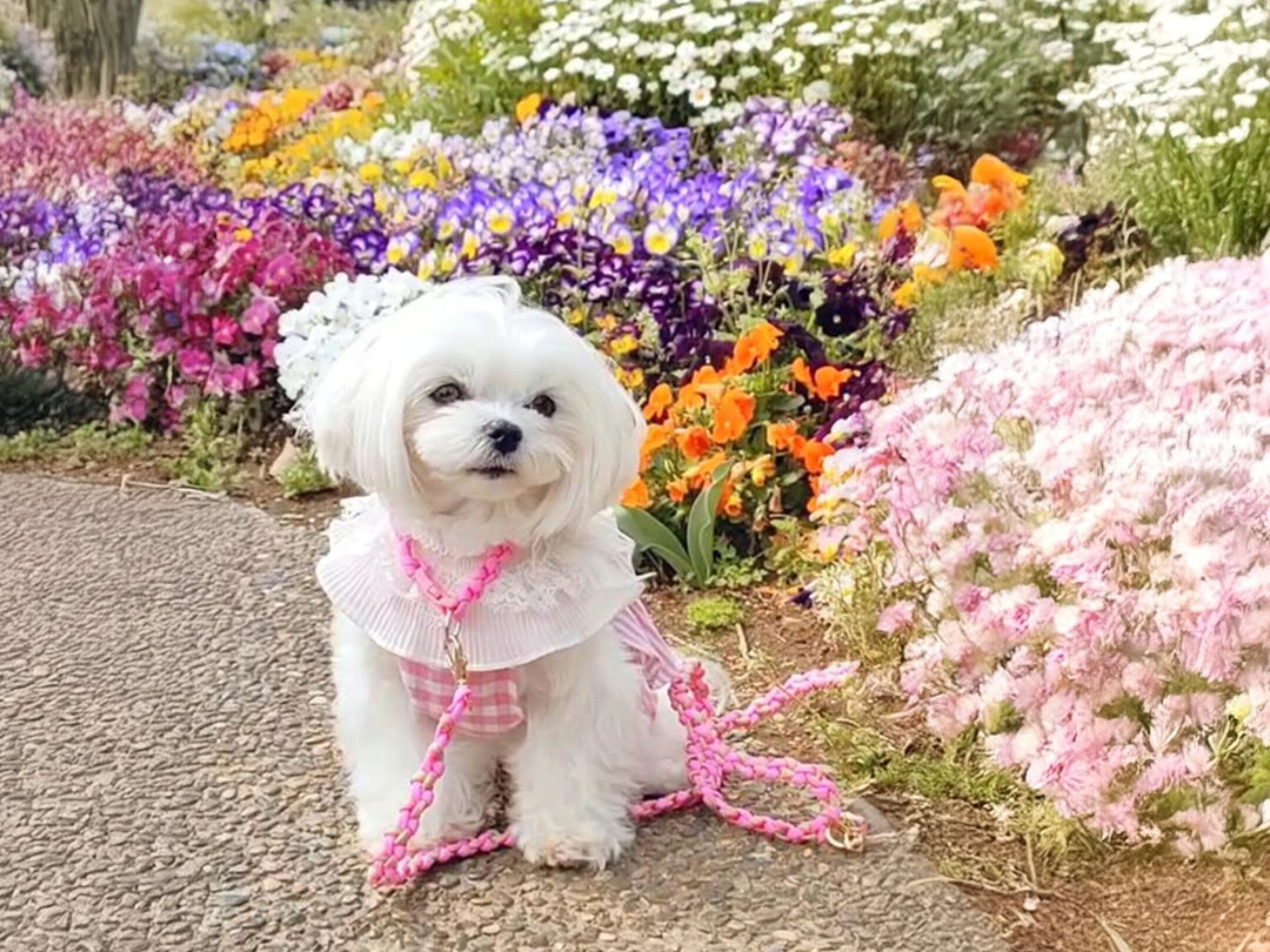 ビビッドなピンクをベースにレインボーカラーを編み込んだパラコードの犬用リードと首輪を着けた白い小型犬。春の花壇と陽射しに映える華やかで丈夫なハンドメイドデザイン