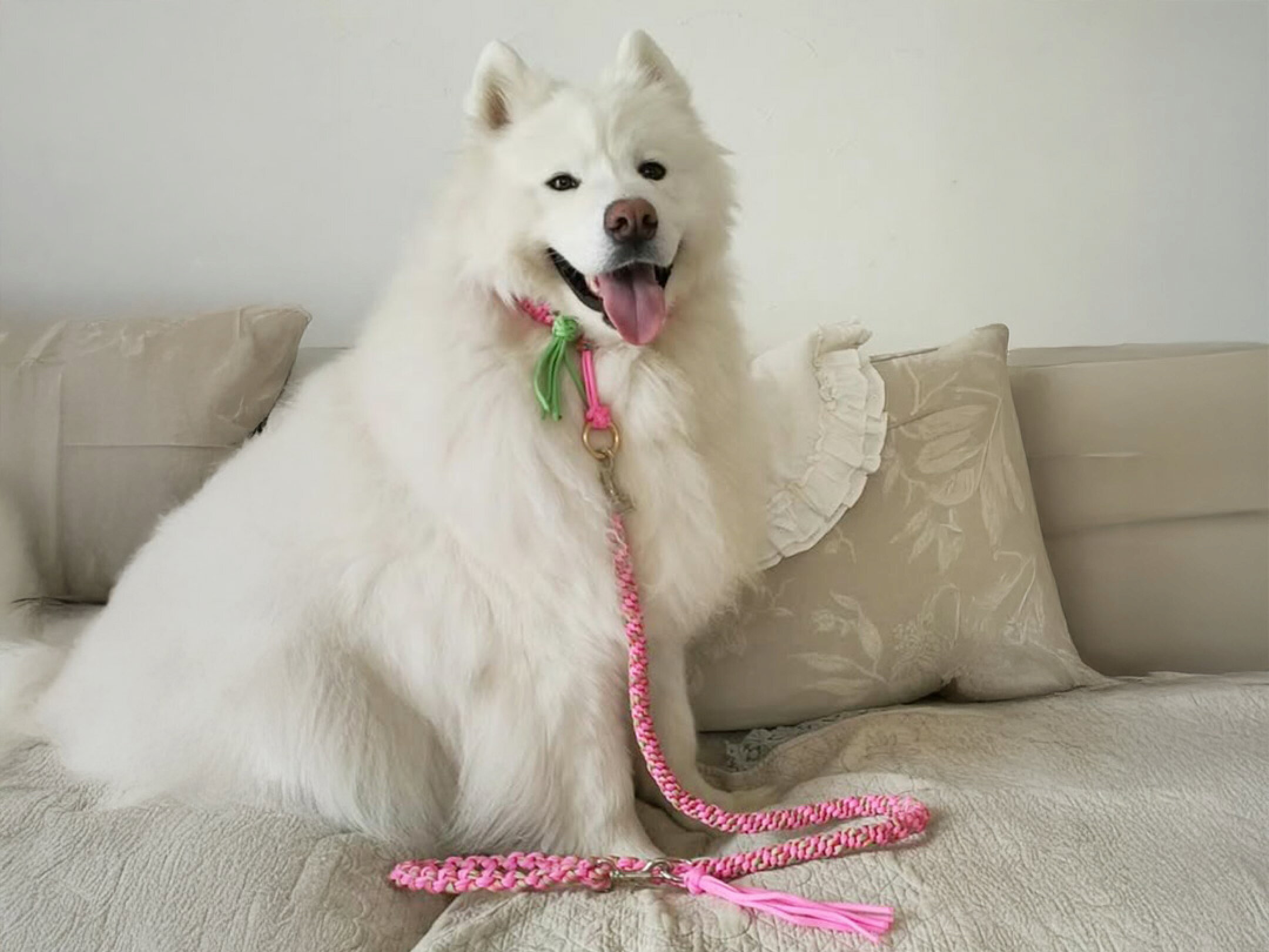 ビビッドなピンクとレインボーカラーを編み込んだパラコードの犬用リードと首輪を着けた白い大型犬。室内で映える丈夫なハンドメイドデザインで、毎日の散歩に可愛さと実用性をプラス