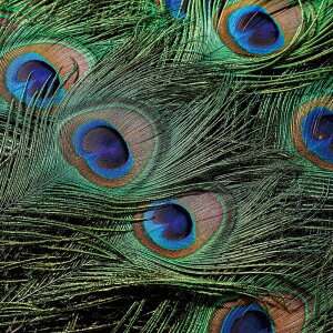 E H H tFU[ s[RbNAC p ANZT[ nhCh | ޗ p[c DIY VRf ߑ RXv _X t[AWg sAX CO Xq obO f