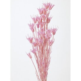 楽天市場 ニゲラ 種 ドライフラワー 花 観葉植物 花 ガーデン Diyの通販