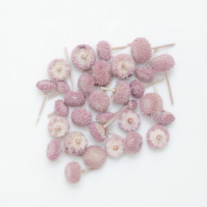 A}[m hCt[ 20 P[X Iׂ 8F W  f  ޗ nhCh L[z_[ ANZT[ {̂ Ntg  @ H  ԍ 