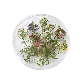 楽天市場 フリーズドライ 花 観葉植物 花 ガーデン Diy の通販