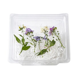 楽天市場 ネメシア 花 ガーデン Diy の通販 楽天市場 ネメシア 花 ガーデン Diy の通販