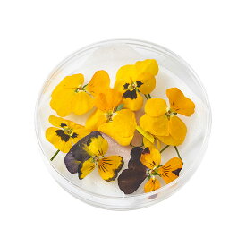 楽天市場 フリーズドライ ドライフラワー 花 観葉植物 花 ガーデン Diyの通販