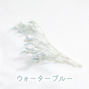 yyVX[p[SALEz  hCt[ ԍ u JXsA v Wf  X^[`X WANZT[ n[oE@A}TVF Bef |Cg  n_