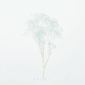 yzIyVX[p[SALEz  hCt[ \tgJX~ vU[uht[ ԍ nhCh W n[oE TVF W ANZT[ ޗ Y ݑ h