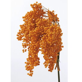 ドライフラワー 花材 ペッパーベリー オレンジ プリザーブドフラワー ハーバリウム　アロマワックスバー　サシェ　花材　素材　実　枝　大地農園