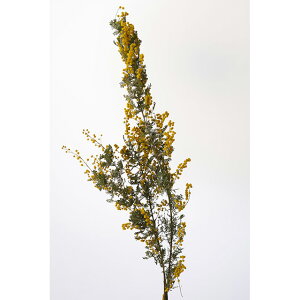 ドライフラワー 材料の人気商品 通販 価格比較 価格 Com