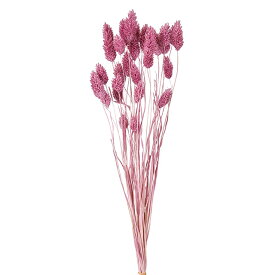 ドライフラワー 花材 ポアプランツ エスプリピンク プリザーブドフラワー フラワーアレンジメント　ハーバリウム　アロマワックス キャンドル サシェ 大地農園