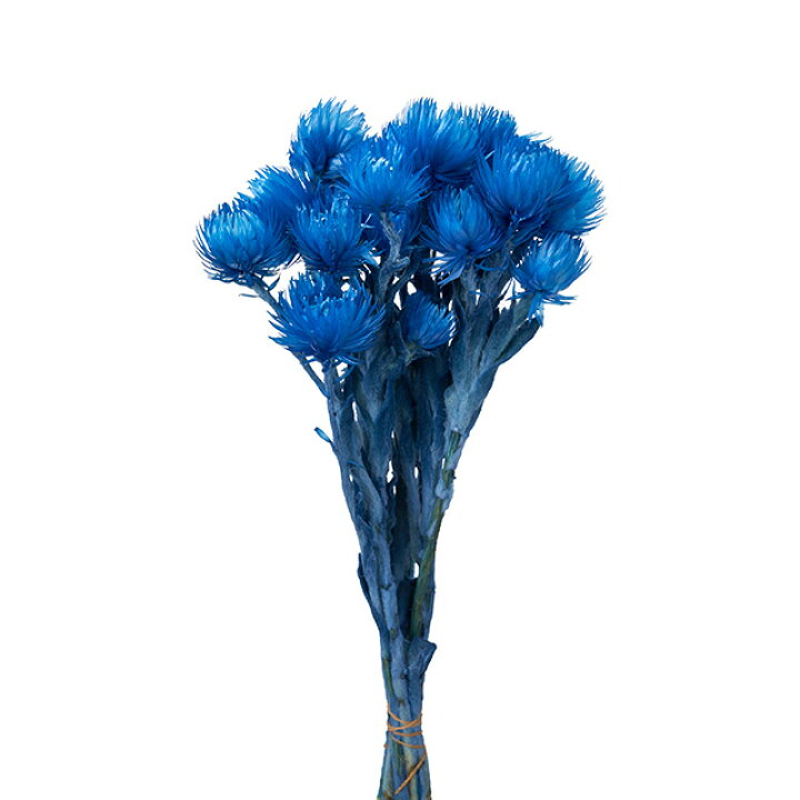 楽天市場 ドライフラワー 花材 シルバーデージーミニ 海 ブルー 青 花びら ドライフラワー アレンジ 素材 インテリア リース スワッグ 壁掛け Flower Parts Shop