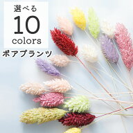 【半額！楽天スーパーSALE】 【小分け】ドライフラワー 花材 ポアプランツ ドライフラワー レジン用花材 …