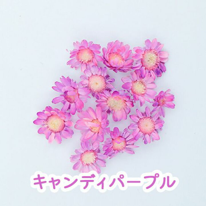 楽天市場】【花材】スターフラワー ブロッサム 21色 小分け ドライ 