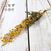 楽天市場】ミモザ レジンの通販