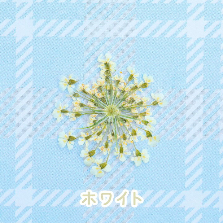 業務用 押し花 レースフラワー ホワイト枝付き 大容量 300枚ドライフラワー デコ レジン 封印 ドライフラワー（押し花） レースフラワー  ピンク【封入資材/封入パーツ/レジン/resin/ハンドメイド/手芸/手作りアクセサリー/花資材】 | ○ レジン,ドライフラワー・押し花 ... 業務用 押し花 レースフラワー柄 正面押し 大容量 500枚ドライフラワー デコ レジン 封印