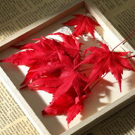 【小分け】ドライフラワー 花材 もみじ 紅葉 レッド 封入素材 少量 プリザーブドフラワー 紅葉 ハンドメ…