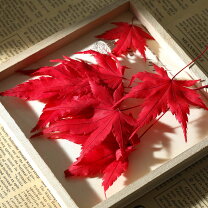 楽天市場】押し花 紅葉の通販