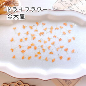 ☆NEW☆【小分け】金木犀 2025 ドライフラワー ケース入り mflowers キンモクセイ 小花 花材 レジン レジン封入 素材 華やか 映える 花 薄い ヘアクリップ制作 パーツ ネイル ワンポイント 花びら ハーバリウム ハンドメイド