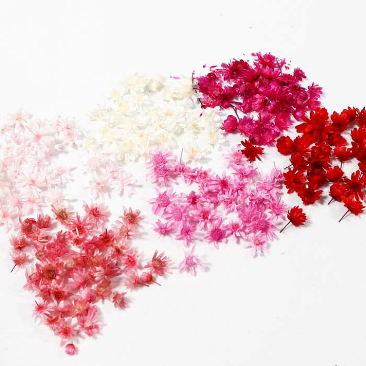 楽天市場 花材 小分け スターフラワー マルセラドライ レジン ドライフラワー レジン用花材 ドライ 材料 素材 ハーバリウム 小さいお花 少量 レジン封入素材 ネイル素材 新色追加 Flower Parts Shop