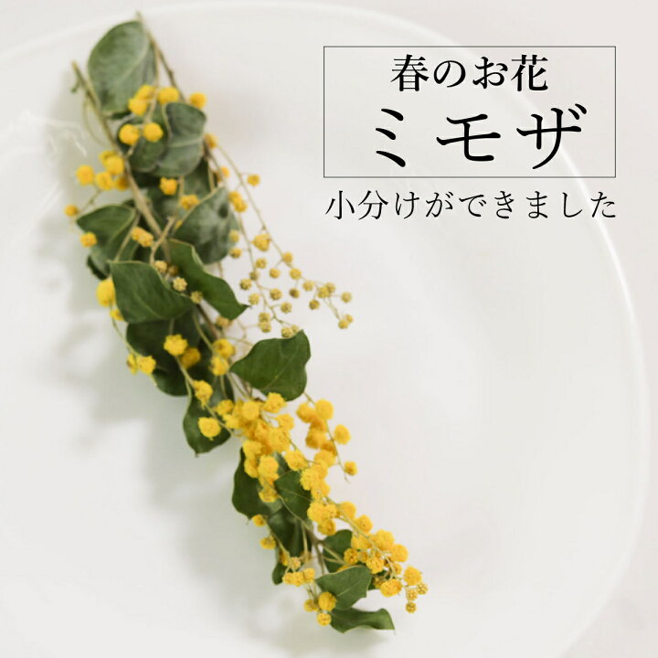楽天市場】【小分け】 ドライフラワー ミモザ 花材 葉つき イエロー 