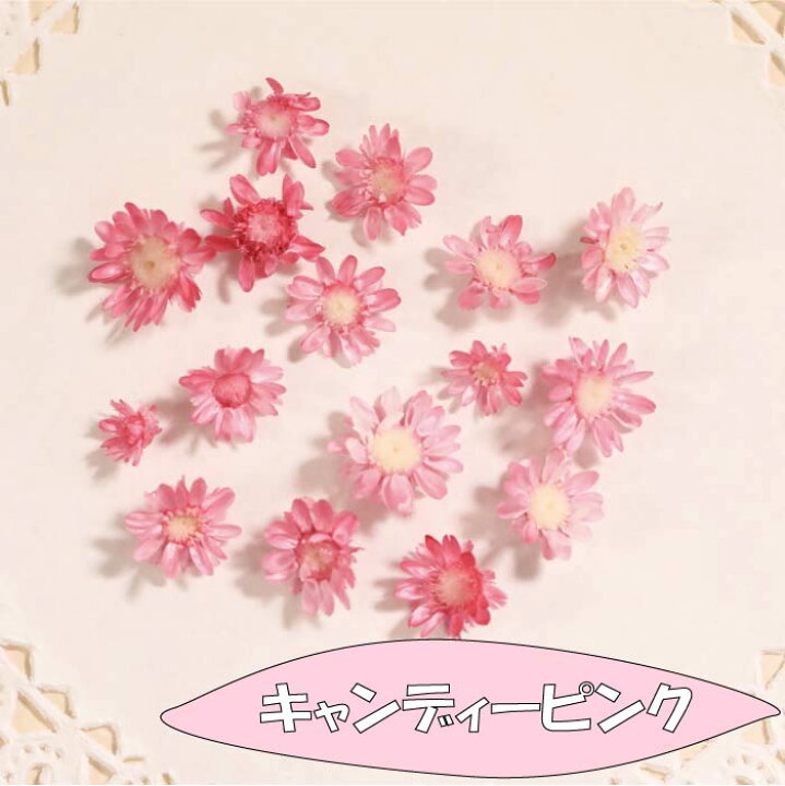 週間売れ筋 押し花キット つみたて花パック ミニバラ Ph052 Davidnesher Com Ar