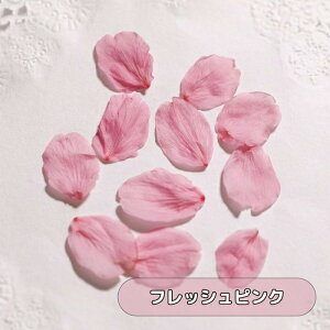 lC Y  Ԃт hCt[ vU[uhH ԍ f W W p[c  Ԃт n[oE vU[uht[ { t ANZT[f 쌴_