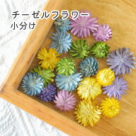 ☆楽天スーパーSALE☆【小分け】厳選 チーゼルフラワー ブルーミックス ドライフラワー 花 花材 木の実 …