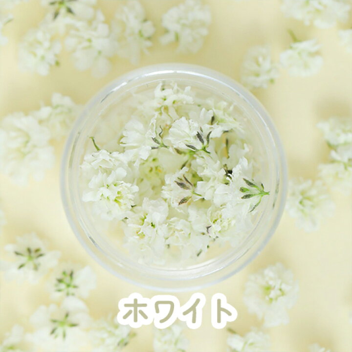 大粒多め】かすみ草ドライフラワー✢さくらホワイト （かすみ草 ドライ 