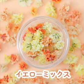 【楽天スーパーSALE】【花材】かすみ草 つぼみ ドライフラワー 小分け ケース入り 全17色 レジン封入 ふわふわ お花 くすみカラー ニュアンス 大人女子 ミックス フラワー レジンクラフト アレンジ 小花 キャンドル 素材 春 アクセサリー