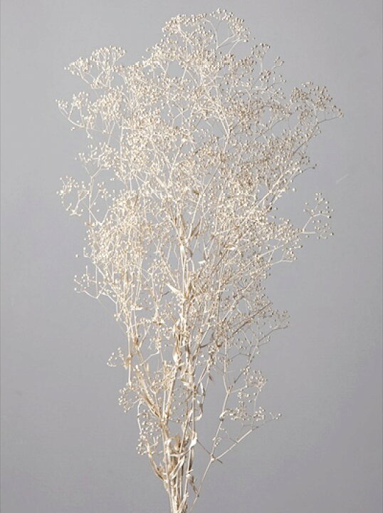 楽天市場 ドライフラワー かすみ草 花材 スーパーソフトミニカスミ草 プラチナ プリザーブドフラワー カスミ草 ハンドメイド レジン ハーバリウム サシェ レジン封入 カスミソウ クリスマス 素材 インテリア 大地農園 Croccha Shop 楽天市場店