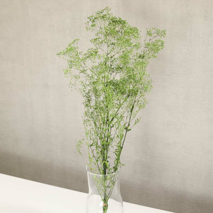 かすみ草 ドライフラワー 『スーパーソフトミニカスミ草 グリーン 』緑 プリザーブドフラワー 花材 ハーバリウム 1束21g かすみそう リース ハンドメイド カスミ草 スワッグ インテリア 撮影素材 大地農園 インテリア 装飾 croccha shop 小分け ドライフラワー 花材 スーパーソフトミニカスミ草 シルバー ゴールド プラチナ プリザーブドフラワー 封入花材 少量 使いやすい レジン封入 レジン ハーバリウム かすみ草 カスミ草 カスミソウ 大地農園