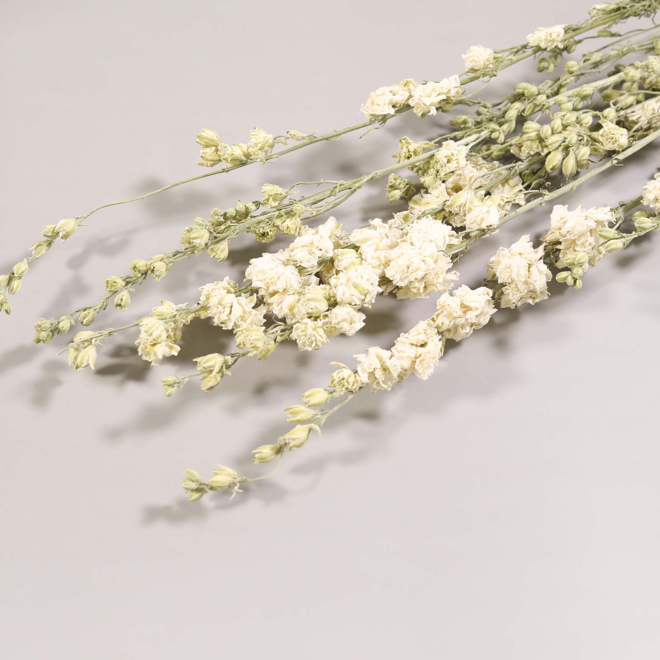 【楽天市場】ドライフラワー 花材 デルフィニューム 白 ホワイト 