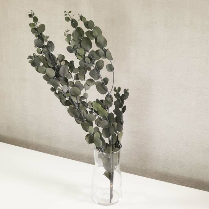 楽天市場 在庫処分sale ドライフラワー 花材 ユーカリ シネレア グリーン 葉物 撮影素材 インスタ プリザーブドフラワー フラワーアレンジメント ハーバリウム 花材 リース アロマワックスサシェ キャンドル 素材 Croccha Shop 楽天市場店