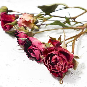 �y�������z�@�w�~�j�o���w�b�h �A�\�[�g�x �K�N �h���C�t�����[ �o�� �o���̉� ��5�{ ���� �n�[�o���E���@�ԍށ@�f�ށ@�A���}���b�N�X �T�V�F ���W���@���� �C���e���A�@������