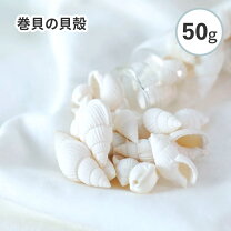 楽天市場】白い貝殻の通販