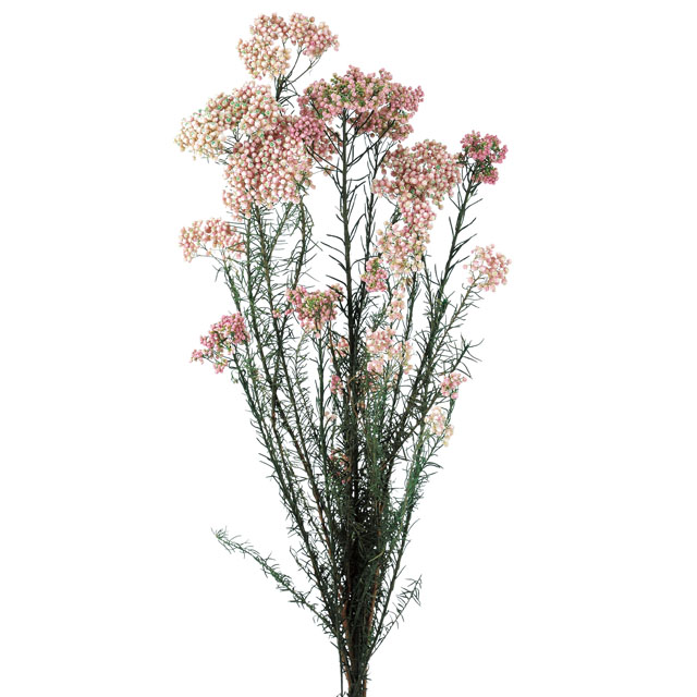 そのまま飾ってもかわいい春らしいピンクのライスフラワー オンラインショップ ハーバリウムにおすすめ 在庫限り ドライフラワー 花材 ピンク ライスフラワー チェリーブロッサム 大地農園 リース 素材 ハンドメイド 花 ハーバリウム