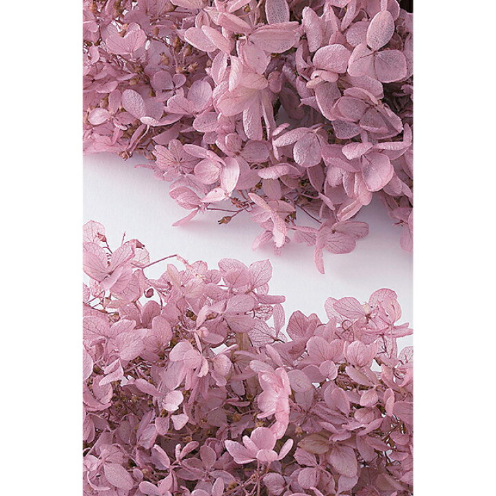 楽天市場 あじさい ドライフラワー 花材 素材 ミスティーピンク 大地農園 ソフトピラミッドアジサイ ピンク ヘッド約2輪 プリザーブドフラワー ハンドメイド 撮影素材 インテリア ハーバリウム リース キャンドル Croccha Shop 楽天市場店