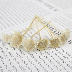 yyVX[p[SALEz hCt[ ԍ  }[Kbg 6{ hCt[ Iׂ 7F ԍ nhCh nhChANZT[ n[oE t[Go[  W 