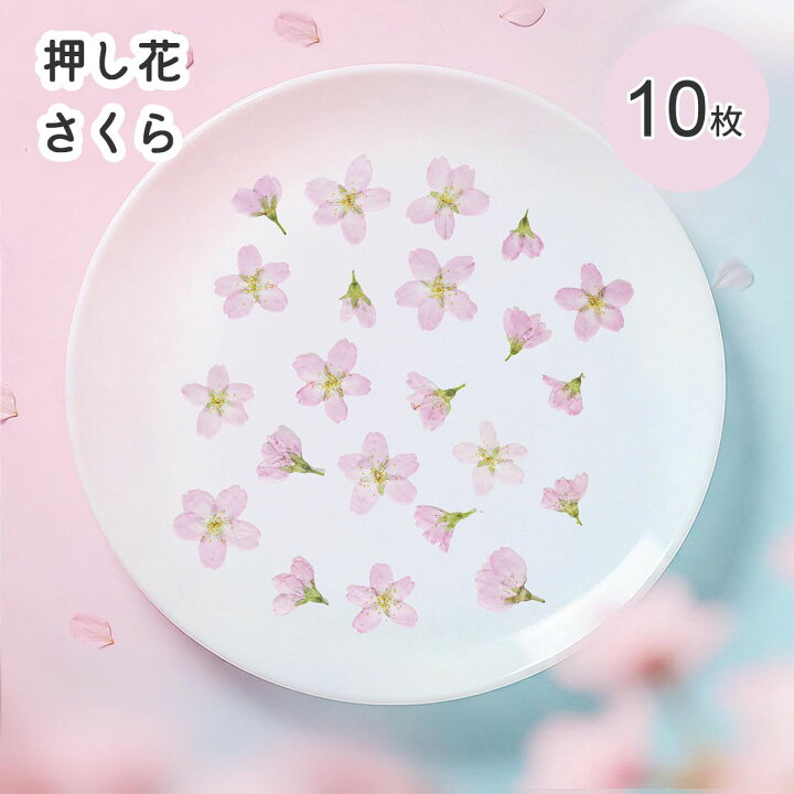 楽天市場】【mflowerコラボ】押し花 さくら 啓翁桜 正面向き 横向き 10  