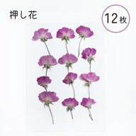 ☆アフターSALE：15日まで☆押し花 パープル 素材 ドライフラワー 12枚入り 封入 レジン 素材 本物のお花…