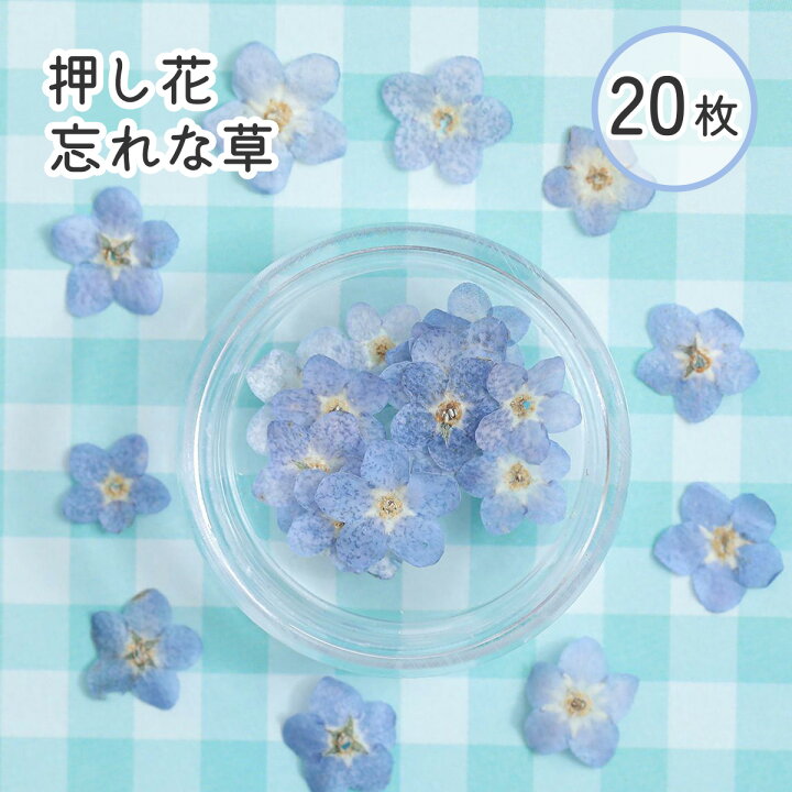 楽天市場】ドライフラワー 花材【押し花 レジン封入】忘れな草 ミニ 
