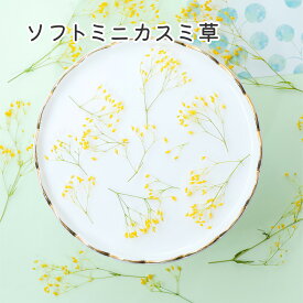 【花材】ソフトミニカスミ草 かすみ草 イエローグリーン ドライフラワー 小分け 少量 使い切りサイズ レジン用花材 ドライ 材料 素材 ハーバリウム 小さいお花 アクセサリー レジン封入素材 ネイル素材 ハンドメイド 工作