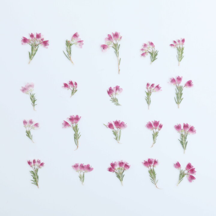 楽天市場】【数量限定」 国産 押し花 エリカ 小花 20本 アクセサリー 