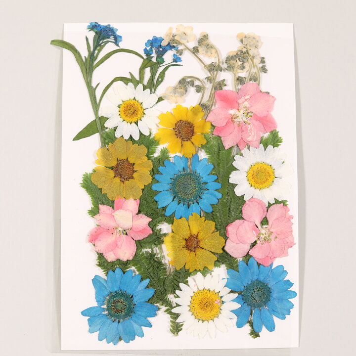 楽天市場 押し花 A 40 素材 ドライフラワー 押し花 アソート ブルー イエロー デコパーツ アクセサリー レジン レジン封入 Croccha Shop 楽天市場店