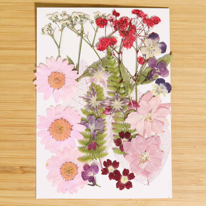 楽天市場 押し花 素材 ドライフラワー 押し花アソート マーガレット かすみ草ホワイト レジン スマホケース 花 貼り絵 コラージュ ハーバリウム キット A14 Croccha Shop 楽天市場店