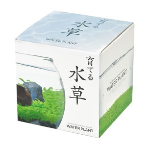 聖新陶芸 育てる水草 S GD812