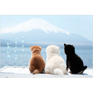 ANeBuR[|[V@Č|XgJ[h@PN|525